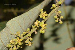 Semecarpus anacardium